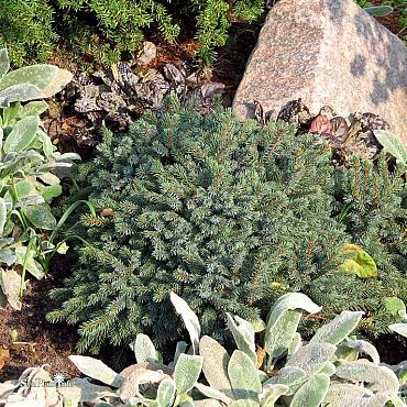 Picea glauca 'Echiniformis'
