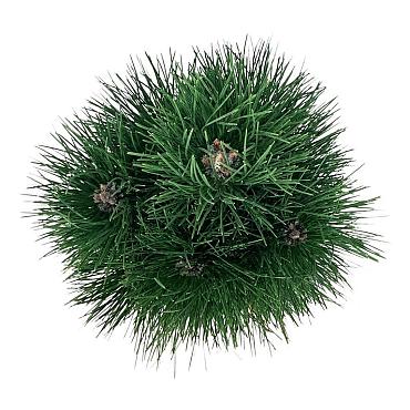 Pinus nigra 'Green Tower'