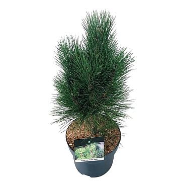 Pinus nigra 'Green Tower'
