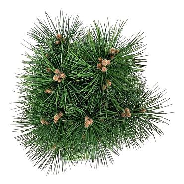 Pinus nigra 'Green Tower'