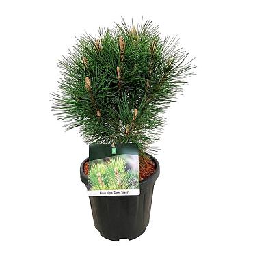 Pinus nigra 'Green Tower'