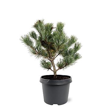 Pinus parviflora 'Negishi'