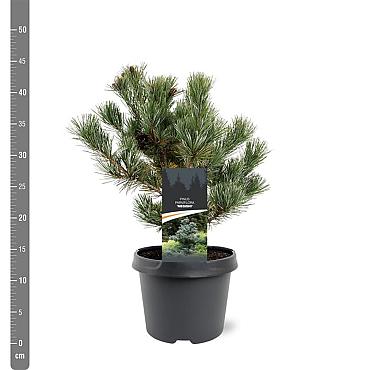 Pinus parviflora 'Negishi'