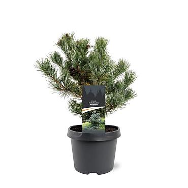 Pinus parviflora 'Negishi'