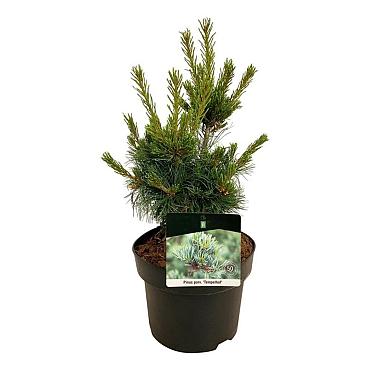 Pinus parviflora 'Negishi'