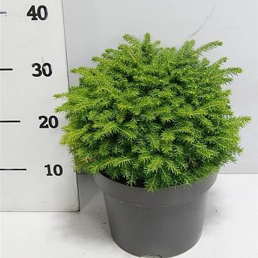 Picea abies 'Little Gem'