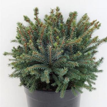Picea glauca 'Echiniformis'