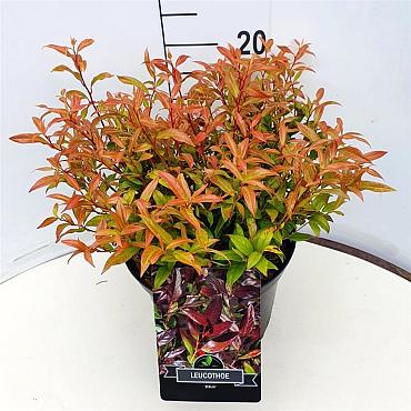 Leucothoe 'Zeblid'