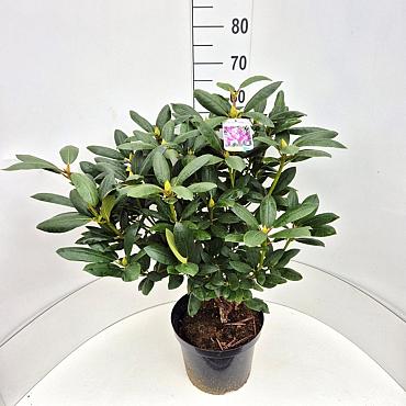Rhododendron 'Roseum Elegans'