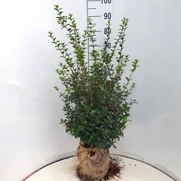 Osmanthus burkwoodii