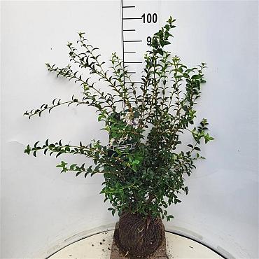 Osmanthus burkwoodii