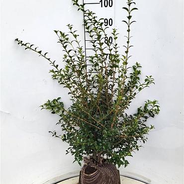 Osmanthus burkwoodii