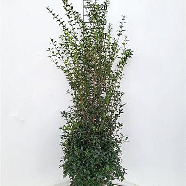 Osmanthus burkwoodii