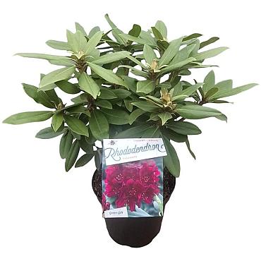 Rhododendron (P) 'Polarnacht'