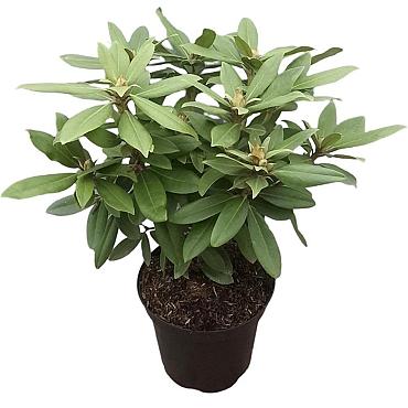 Rhododendron (P) 'Polarnacht'