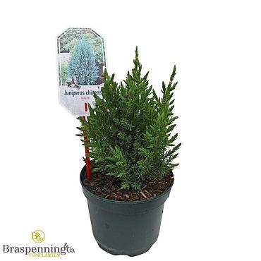 Juniperus chin. 'Stricta'