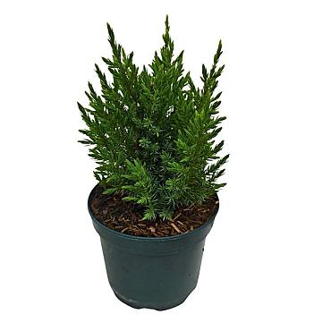 Juniperus chin. 'Stricta'