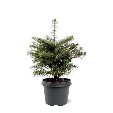 Abies koreana