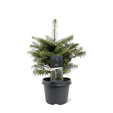 Abies koreana