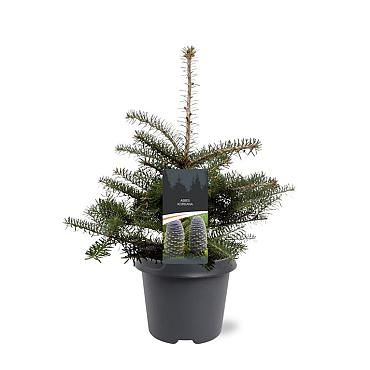 Abies koreana