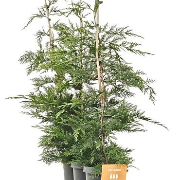 Cupressocyparis leylandii