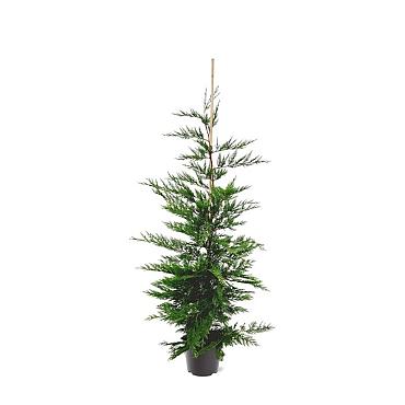 Cupressocyparis leylandii