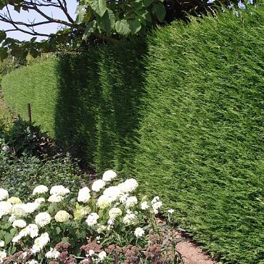 Cupressocyparis leylandii