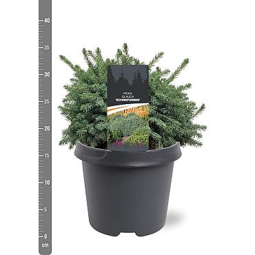 Picea glauca 'Echiniformis'
