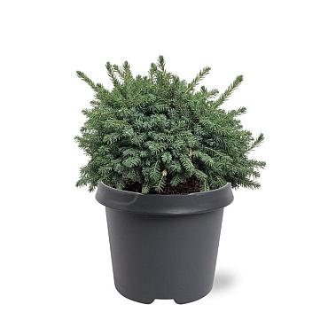 Picea glauca 'Echiniformis'