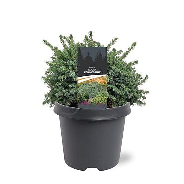 Picea glauca 'Echiniformis'