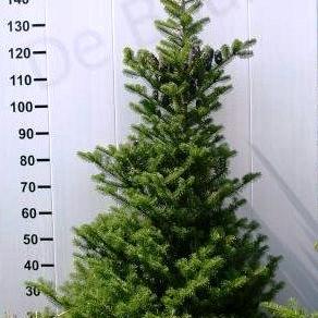 Abies koreana
