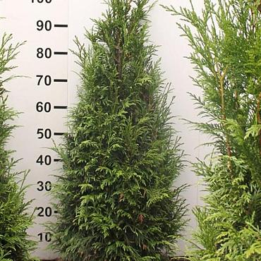Thuja pl. 'Martin'