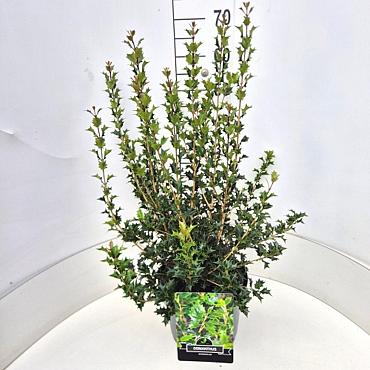 Osmanthus heterophyllus