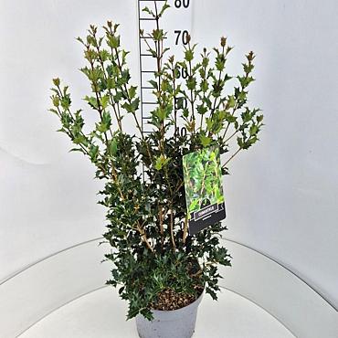Osmanthus heterophyllus