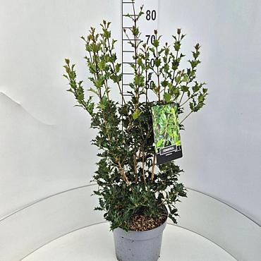 Osmanthus heterophyllus