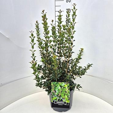 Osmanthus heterophyllus