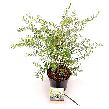 Spiraea cinerea 'Grefsheim'