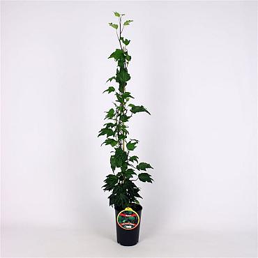 Hedera hel. 'Green Ripple'
