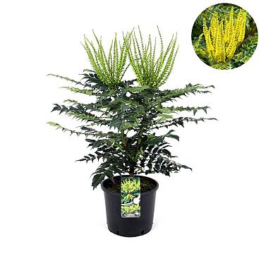 Mahonia media 'Charity'