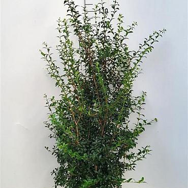 Osmanthus burkwoodii