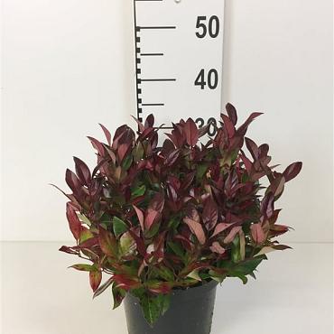 Leucothoe 'Zeblid'