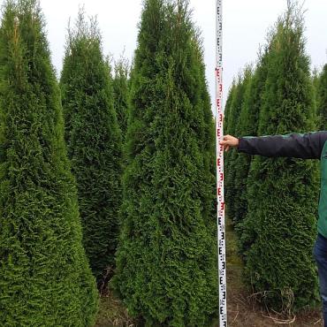 Thuja occ. 'Smaragd'