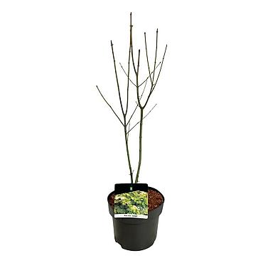 Acer shirasawanum 'Jordan'