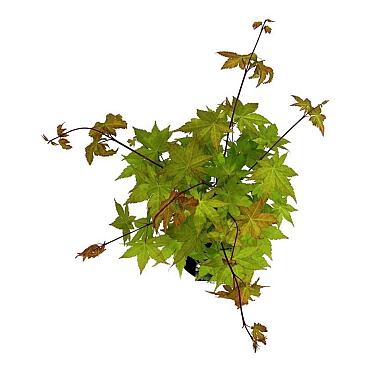 Acer shirasawanum 'Jordan'