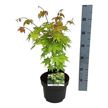 Acer shirasawanum 'Jordan'