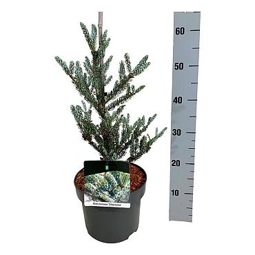 Abies koreana 'Silberlocke'