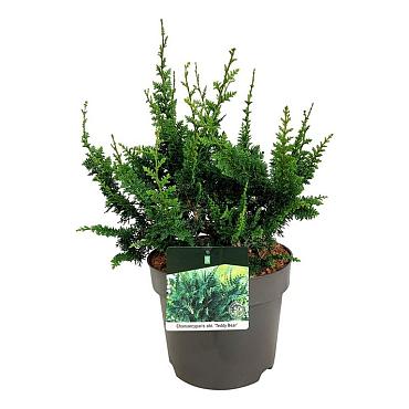 Chamaecyparis o. 'Teddy Bear'