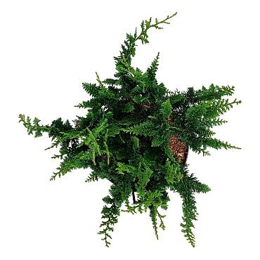Chamaecyparis o. 'Teddy Bear'