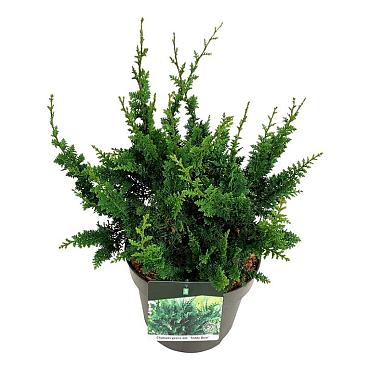 Chamaecyparis o. 'Teddy Bear'