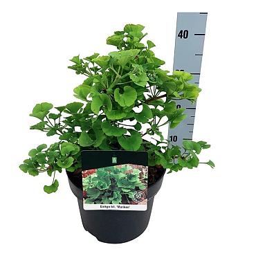 Ginkgo biloba 'Mariken'